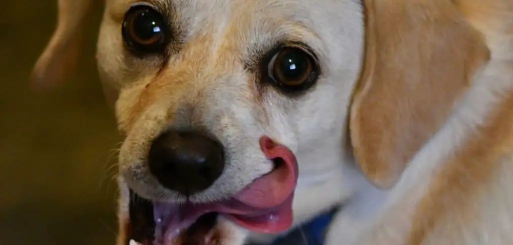 Dog Excessively Licking Carpet