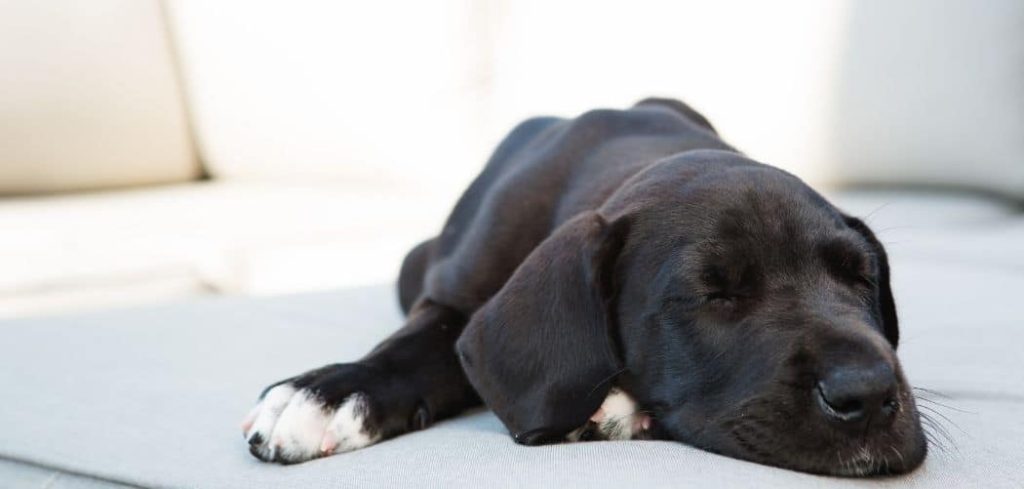 Dog Has Dry Cough But No Other Symptoms