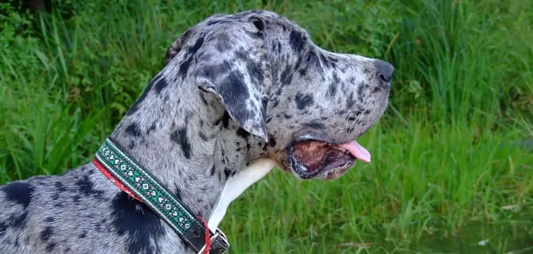 Dog Licking Excessively and Eating Grass