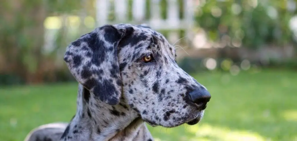 Dog Only Drinks Water Once a Day