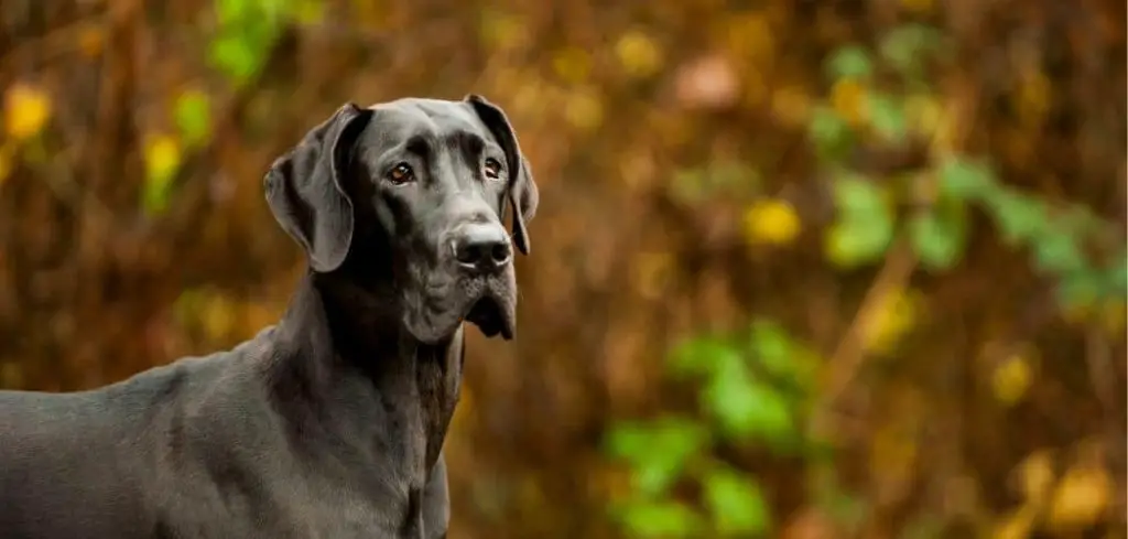 Dog Panting Excessively After Walk