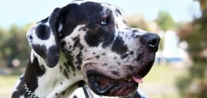 Photo inspiration: Why Is My Dog Panting And Worrying Reference: Dog Panting Excessively For No Reason Should You Worry