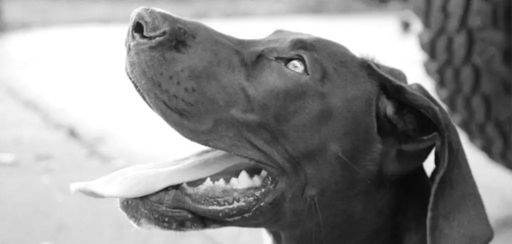 Dog Panting Excessively in Car