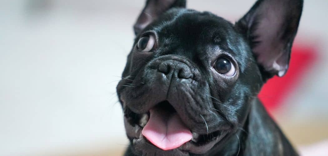 Dog Panting and Acting Weird