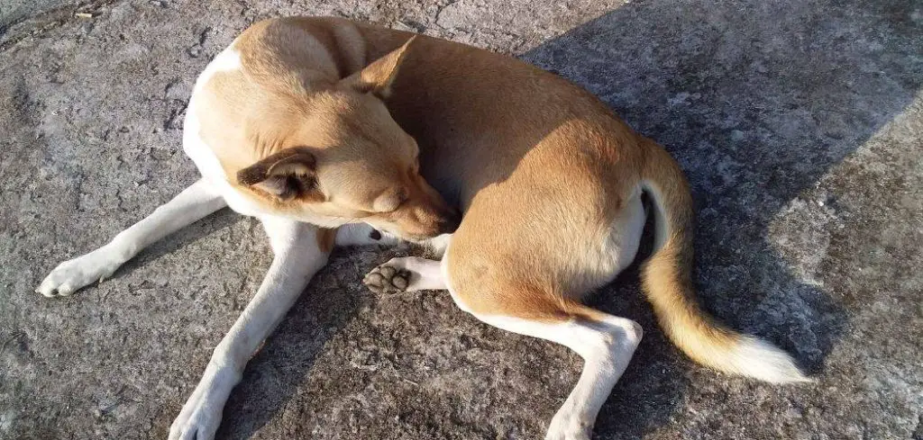 Dog Panting and Back Legs Shaking