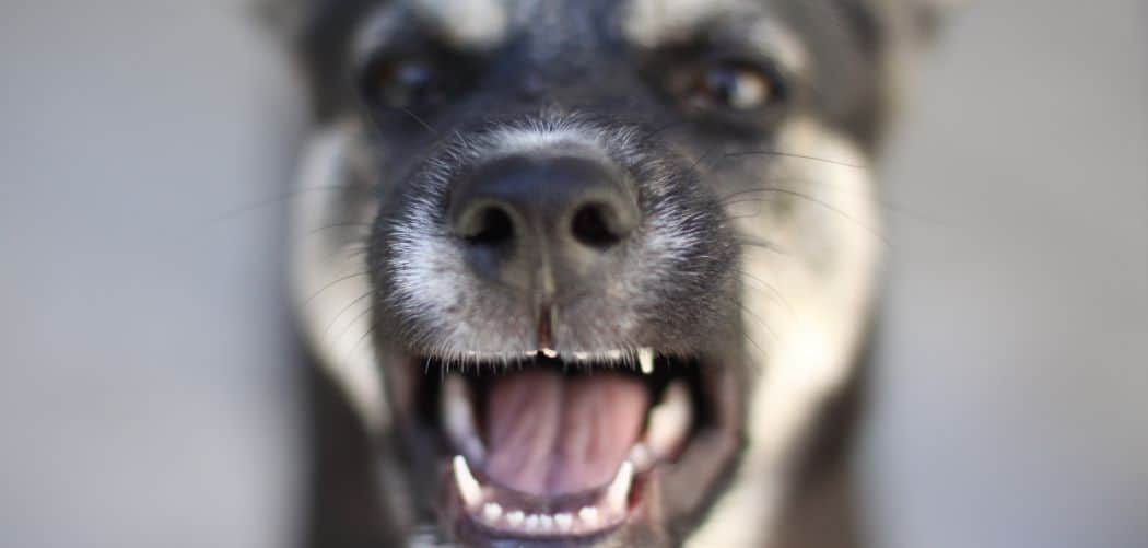 Dog Panting and Barking at Me