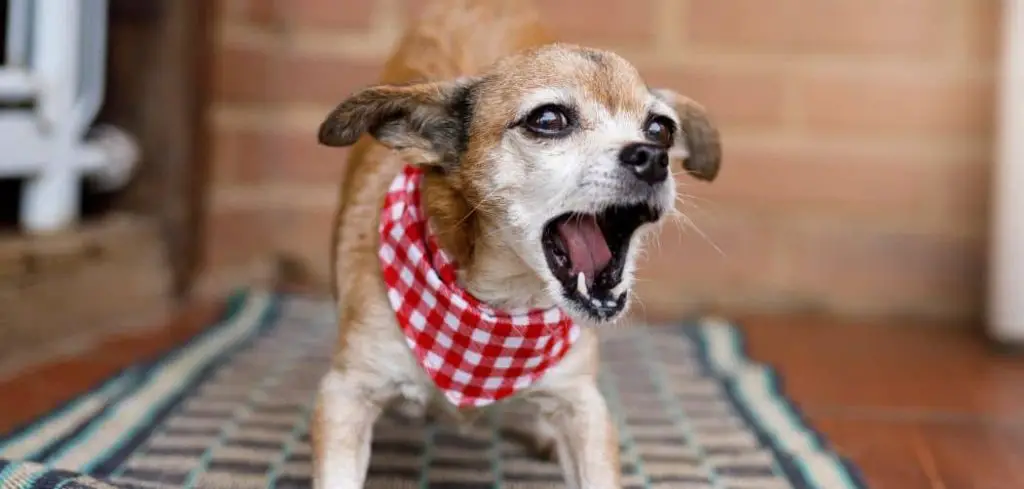 Dog Panting and Barking at Night