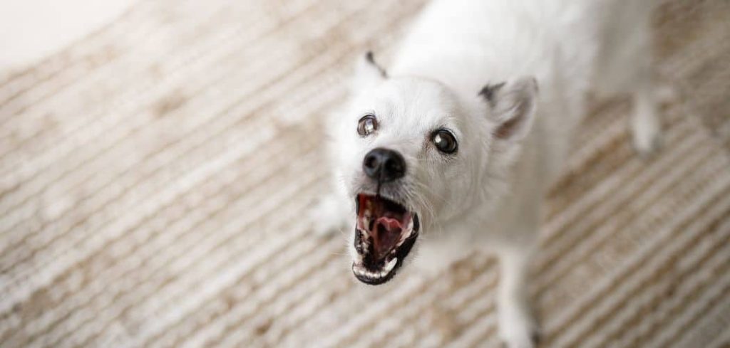 Dog Panting and Barking at Nothing