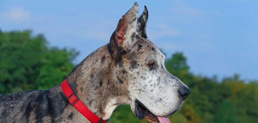 Dog Panting and Being Clingy