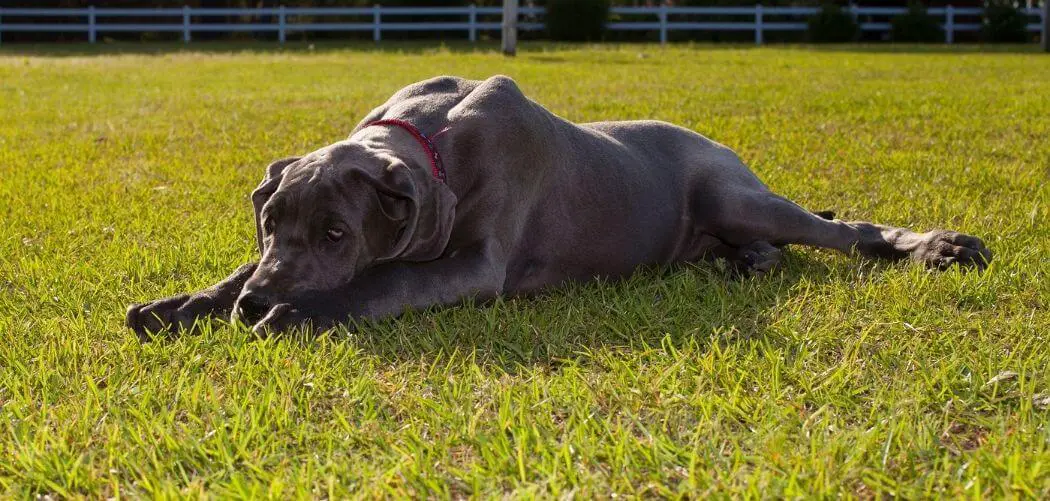 Dog Panting and Can't Move Back Legs