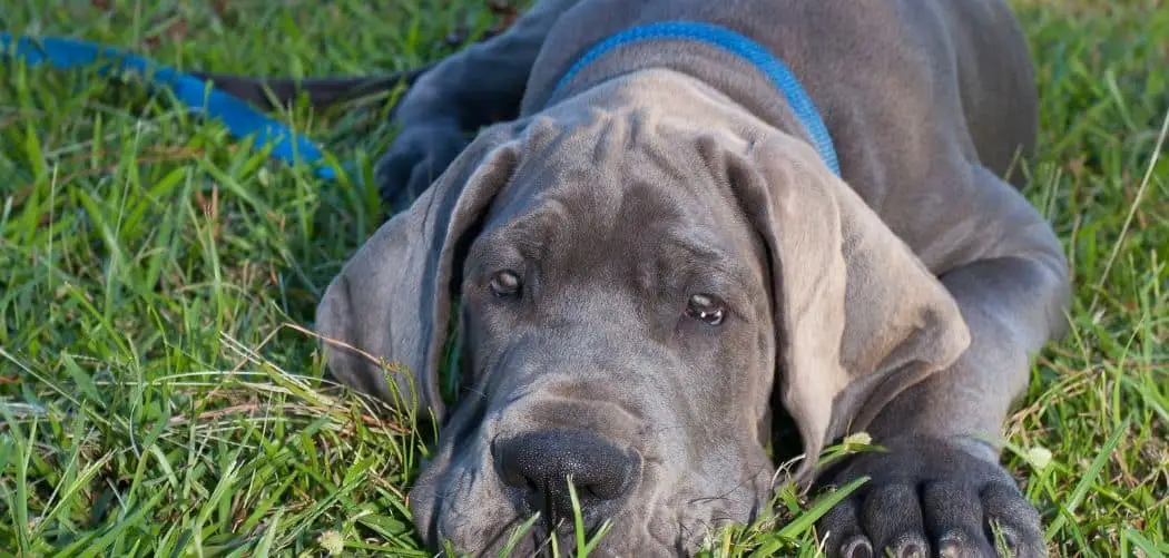 Dog Panting and Not Able to Walk