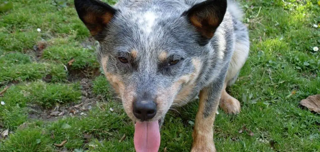 Dog Panting and Vomiting Bile