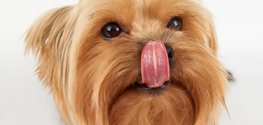 Dog Sneezing and Licking Nose