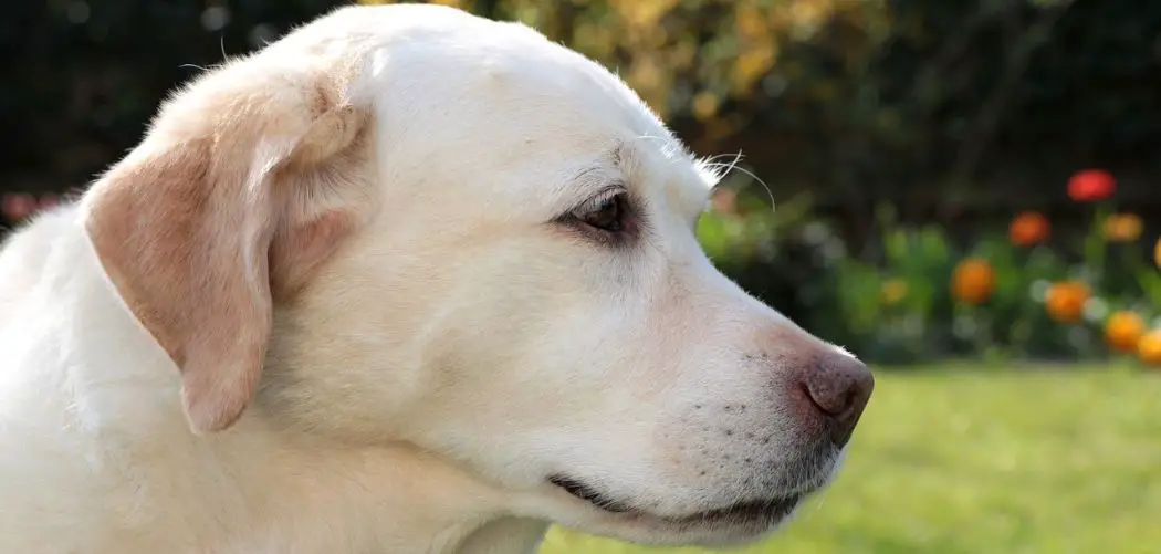 Dog Diarrhea Due to Anxiety