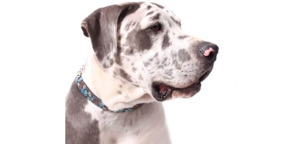 Old Dog Licking Nose Excessively Suddenly
