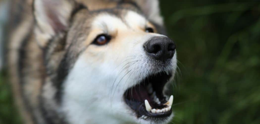 Why Is My Dog Excessively Barking at Night