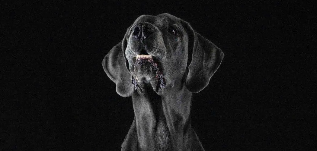 dog drooling and aggressive