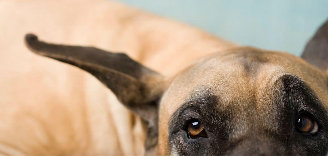 Dog Incontinence Due to Stress