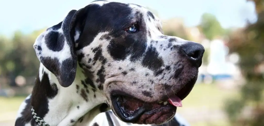 Dog Panting and Aggressive