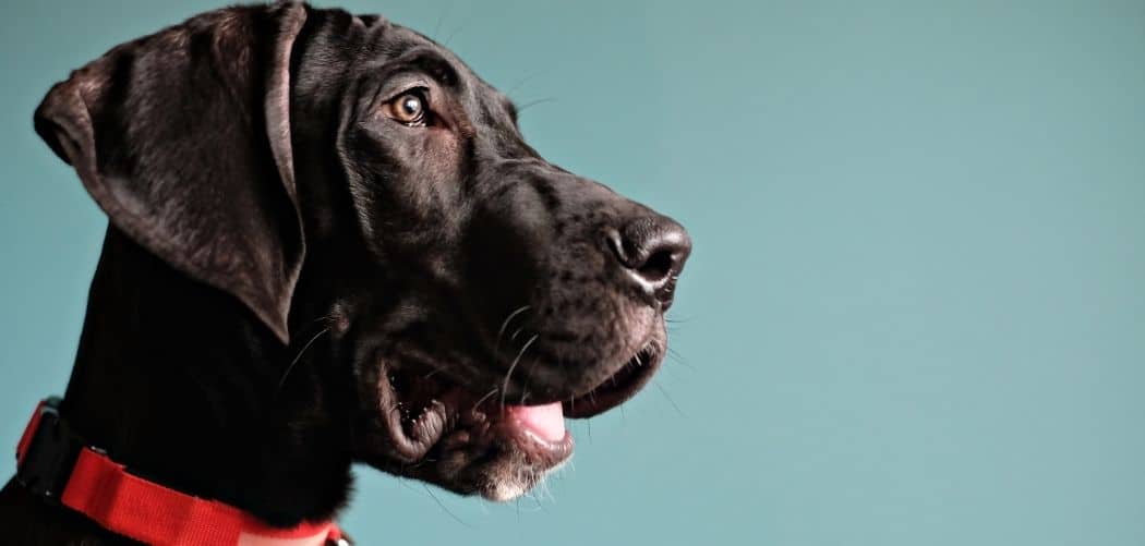 Dog Panting and Drooling After Walk