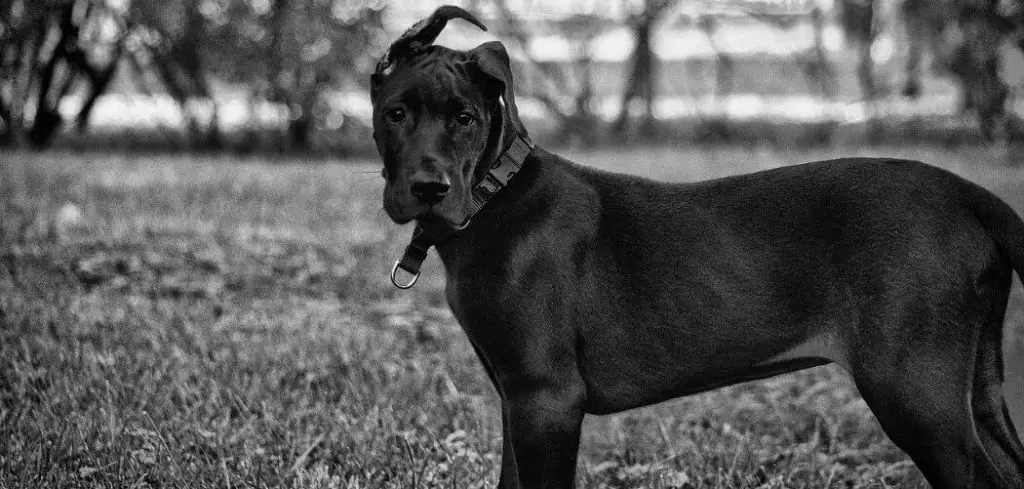 dog panting and shaking after walk