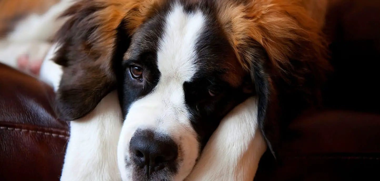 Dog Panting and Shaking All Day