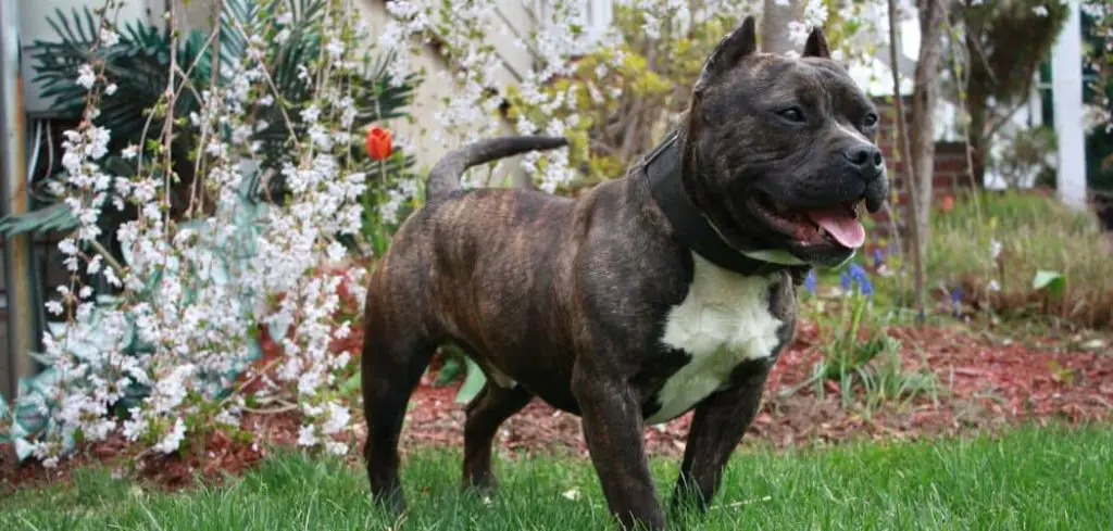 Dog Panting and Whining After Walk