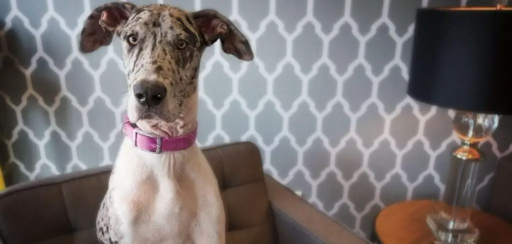 Dog Panting in Air Conditioning