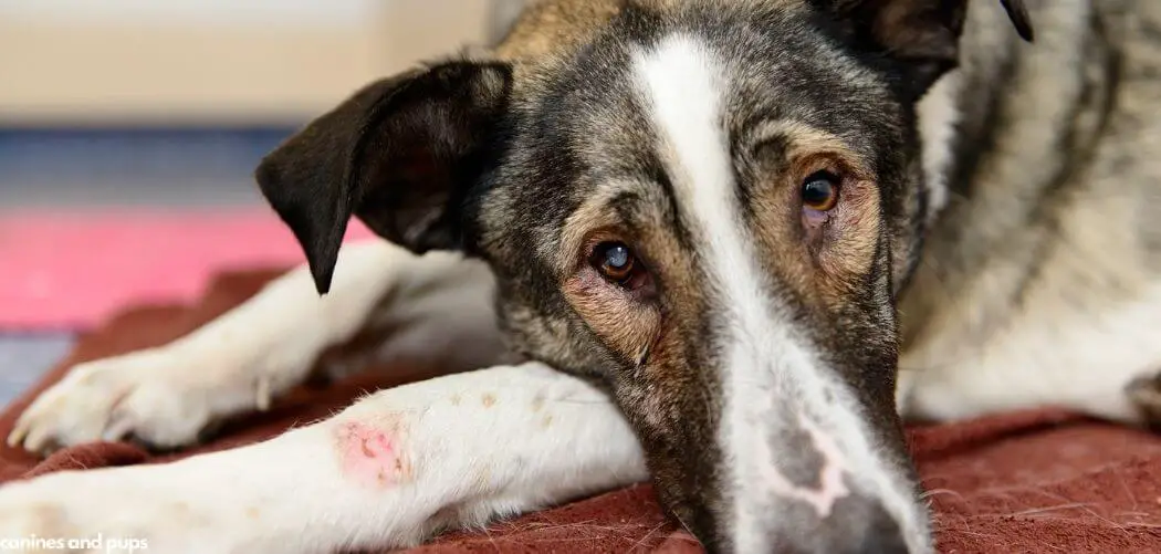 Dog Cancer and Panting