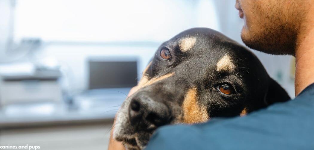 Dog Cancer and Shaking