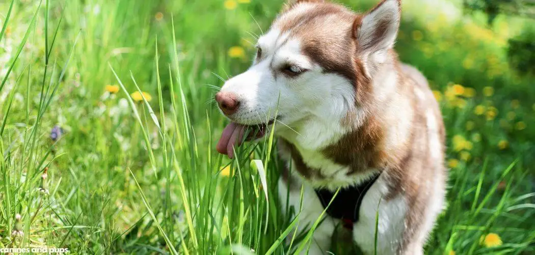 Dog Eating Excessive Amounts of Grass