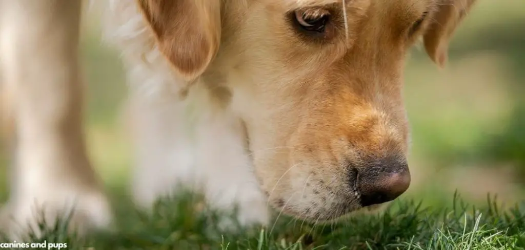 Dog Eating Grass Excessively Drooling