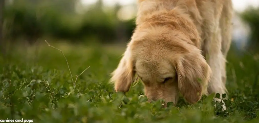 Dog Eating Grass Frantically Middle of Night