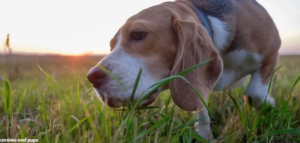 Dog Eating Grass and Excessive Licking