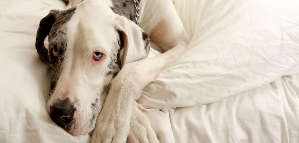Dog Excessive Licking and Coughing