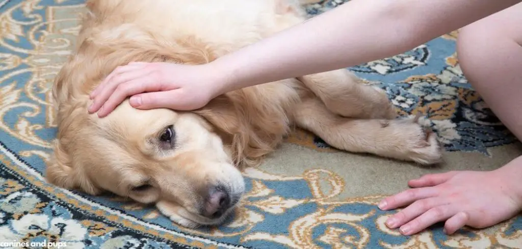 Dog Excessive Licking and Gulping