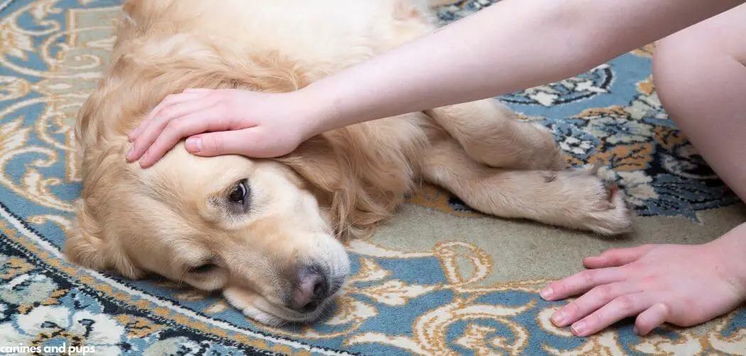 Dog Excessive Licking and Gulping