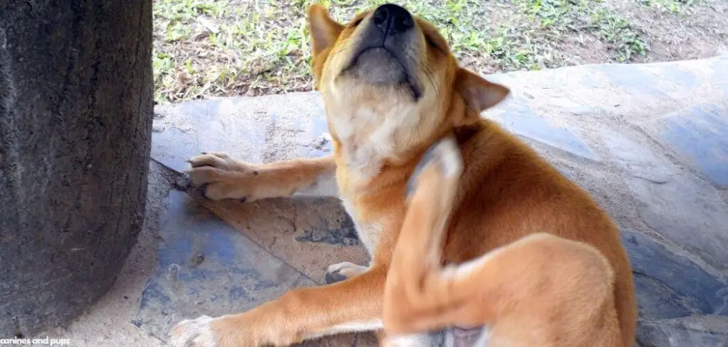 Dog Excessive Scratching After Grooming