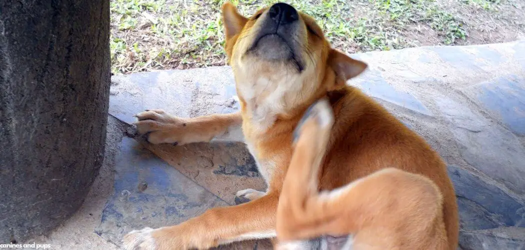 Dog Excessive Scratching After Grooming