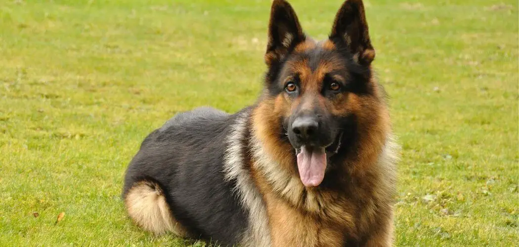 Dog Excessively Drinking Water and Vomiting