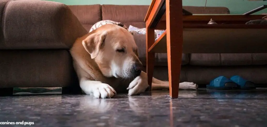 Dog Excessively Licking Everything