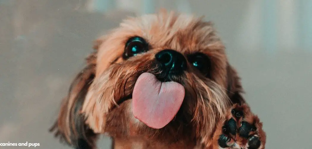 Dog Excessively Licking Lips After Eating