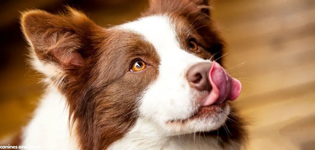 Dog Excessively Licking Lips Suddenly