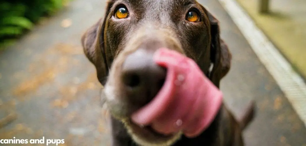 Dog Excessively Licking Lips and Drooling