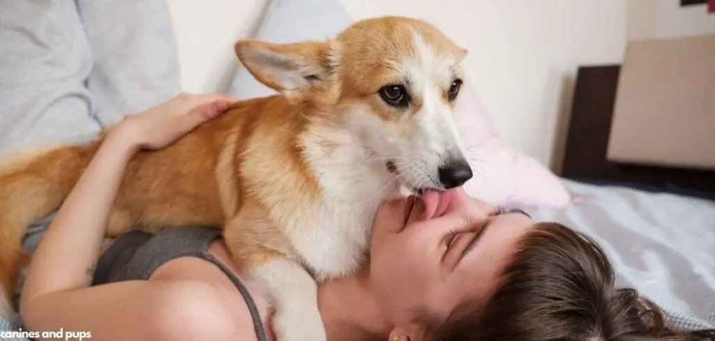 Dog Excessively Licking Me Before Bed