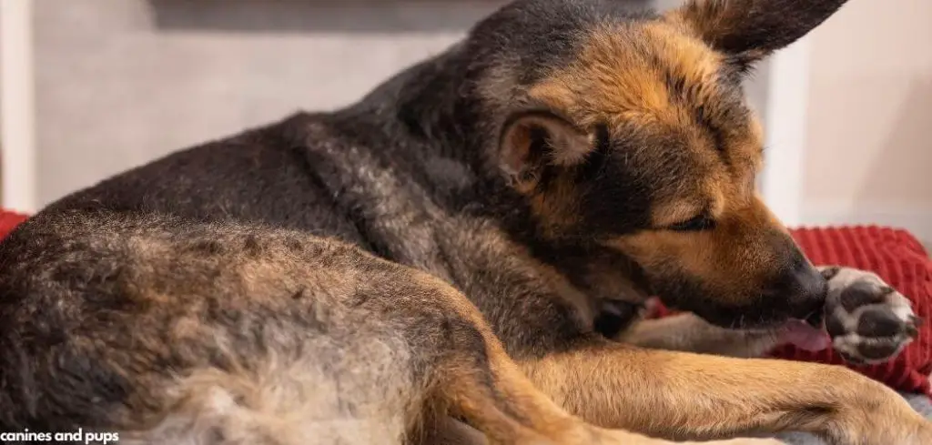 Dog Excessively Licking and Biting Paws