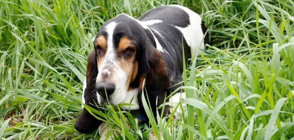 Dog Keeps Hacking Up Phlegm