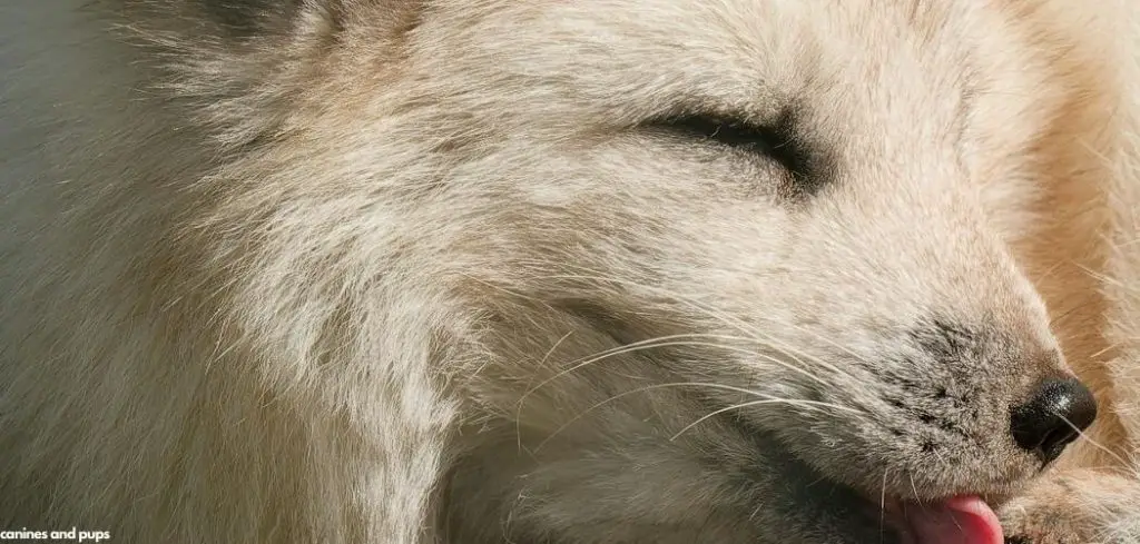 Dog Keeps Licking Paw But Nothing There