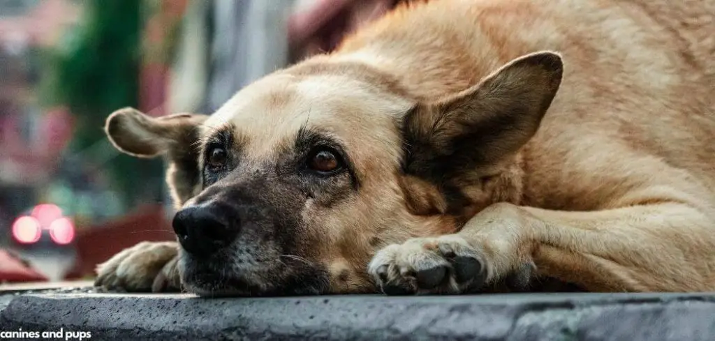 Dog Licking Everything Excessively Suddenly and Gagging