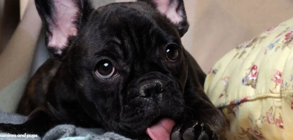 Dog Licking Front Paws Excessively at Night